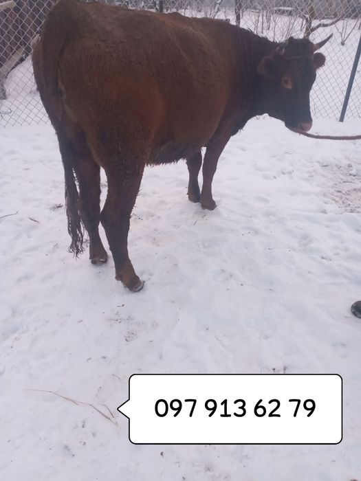 Продам високо тільну телицю