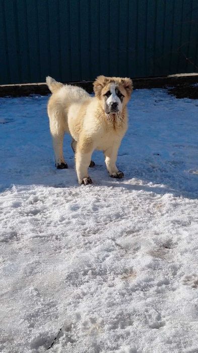 Девочки среднеазиатской овчарки.