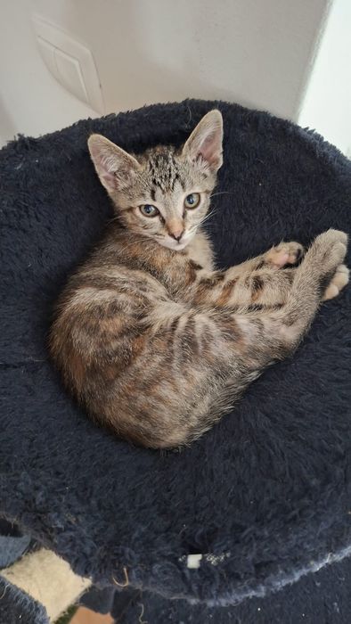 Gata Para dar   .