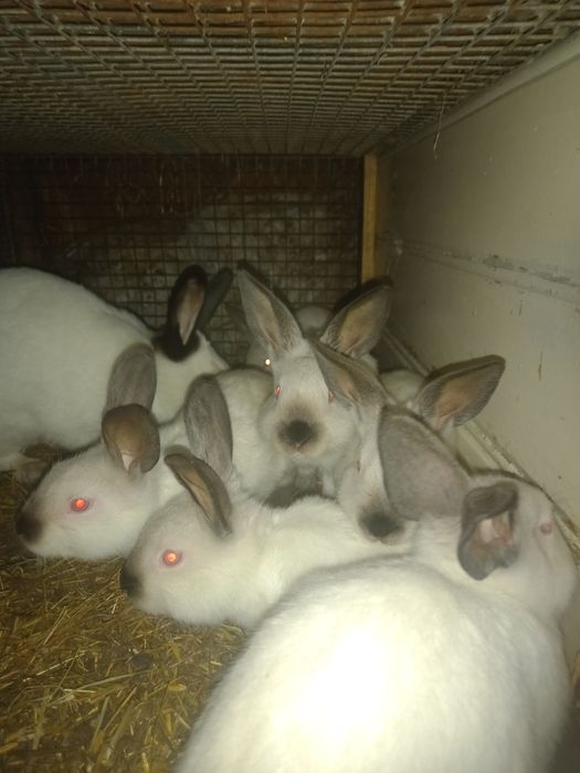 Króliki kilka ras młode i dorosłe