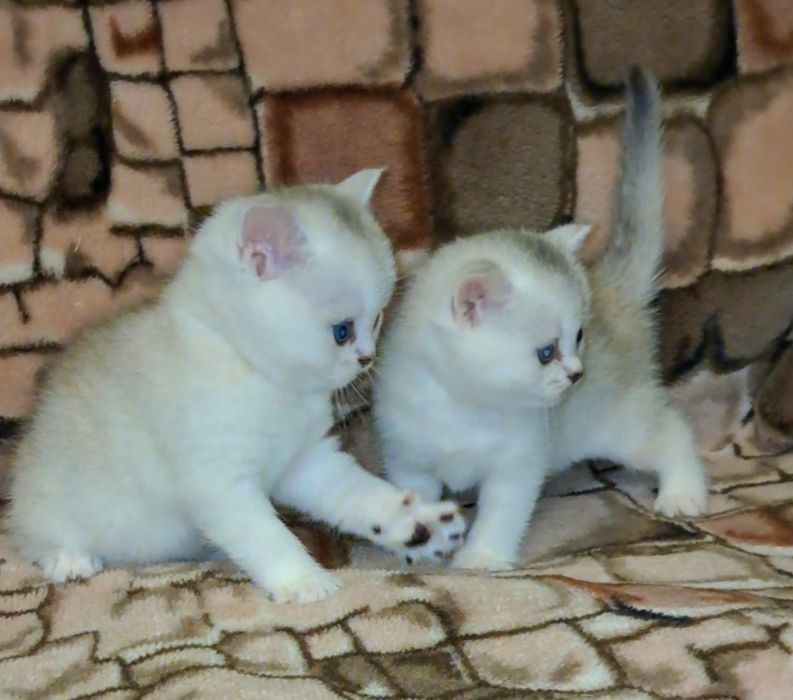 Чистокровные шотландские котята