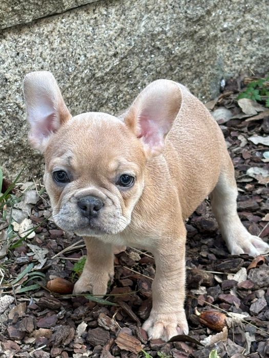 Bulldog francês fawn