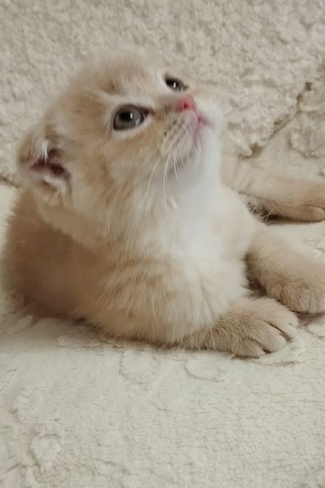 Шотландська скоттіш фолд дівчинка