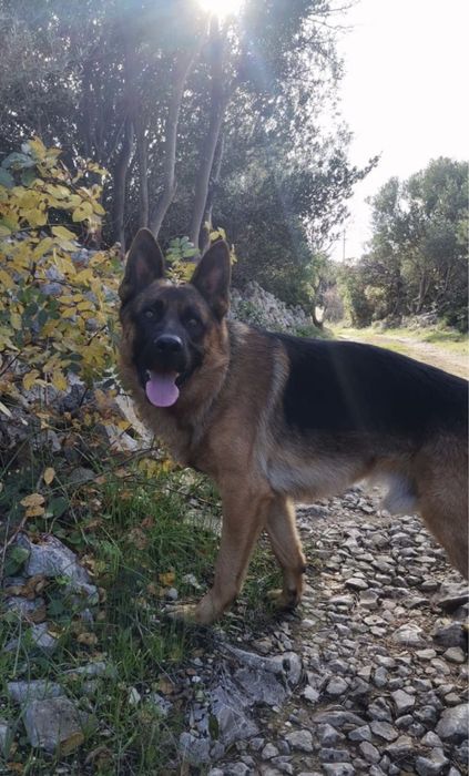 Pet Sitter — Lisboa