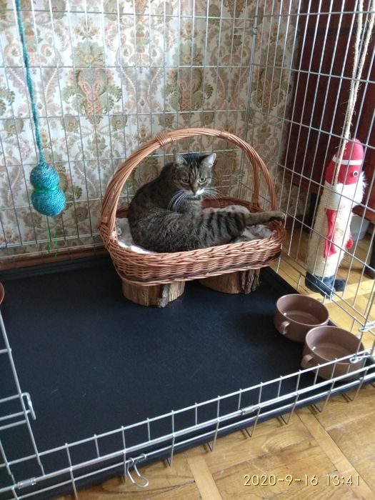 Перетримка котиків, домашній готель - передержка