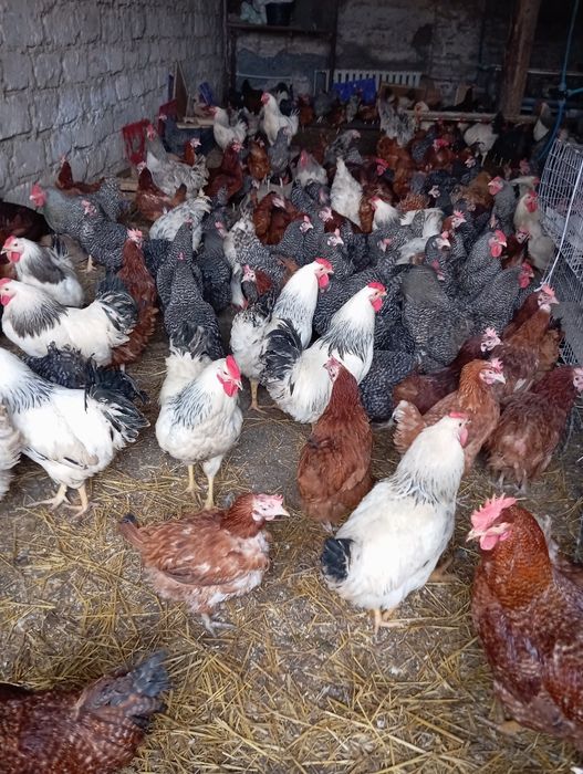 Продам гарних курей несучок