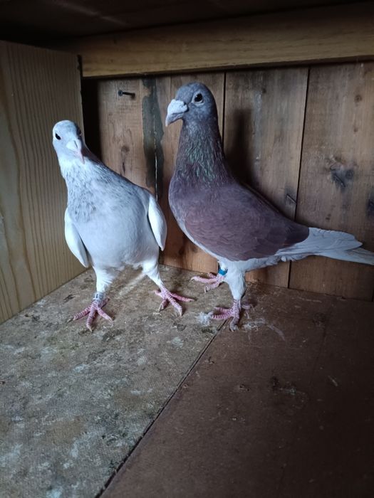 Golebie staropolskie