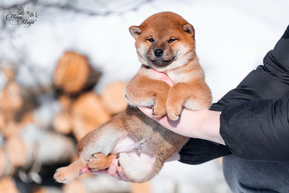 Шиба іну / шиба ину / Shiba inu