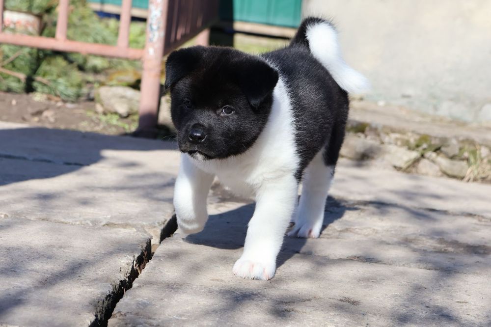 Цуценята американської акіти