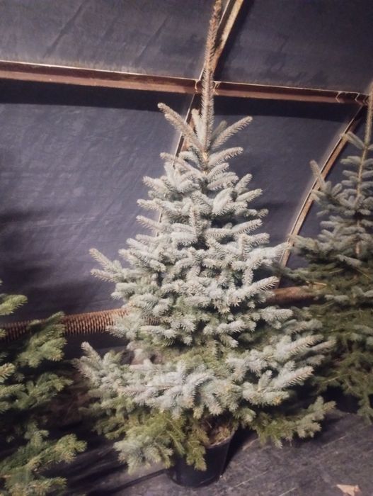 Choinki Darowice 35a