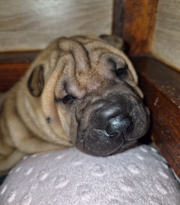 Shar pei - malutki DESIMIR rozgląda się za nowym domem*ZKwP/FCI
