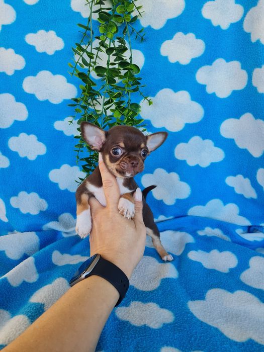 Excecional menina mini mini Chihuahua/Chiuaua,LinhagemRussa de Qualidd