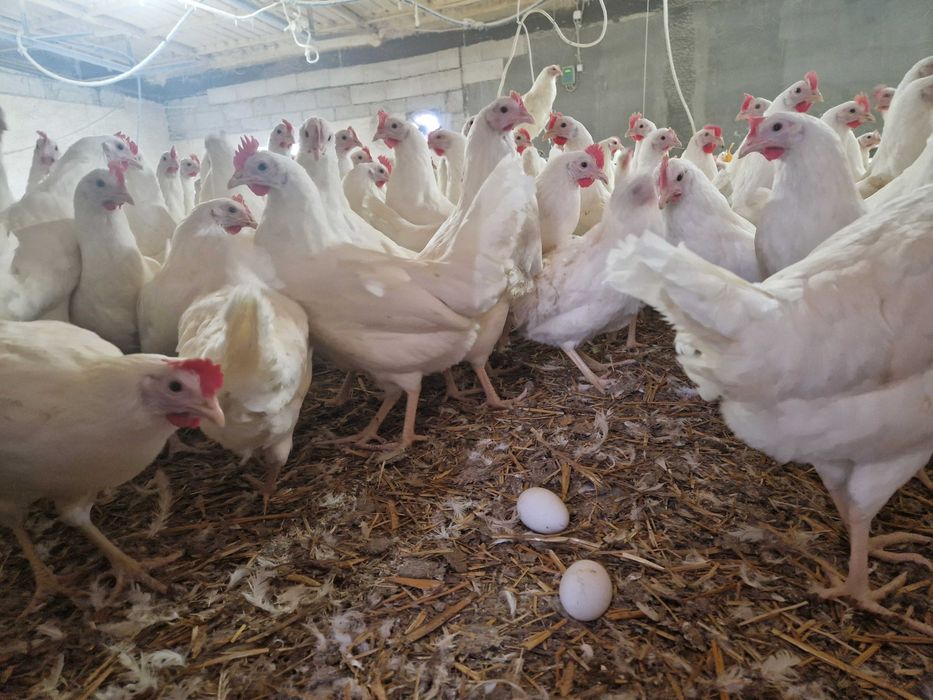 Kury odchowane nioski Tetra tintet