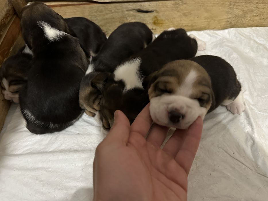 Продам цуценят Бігль