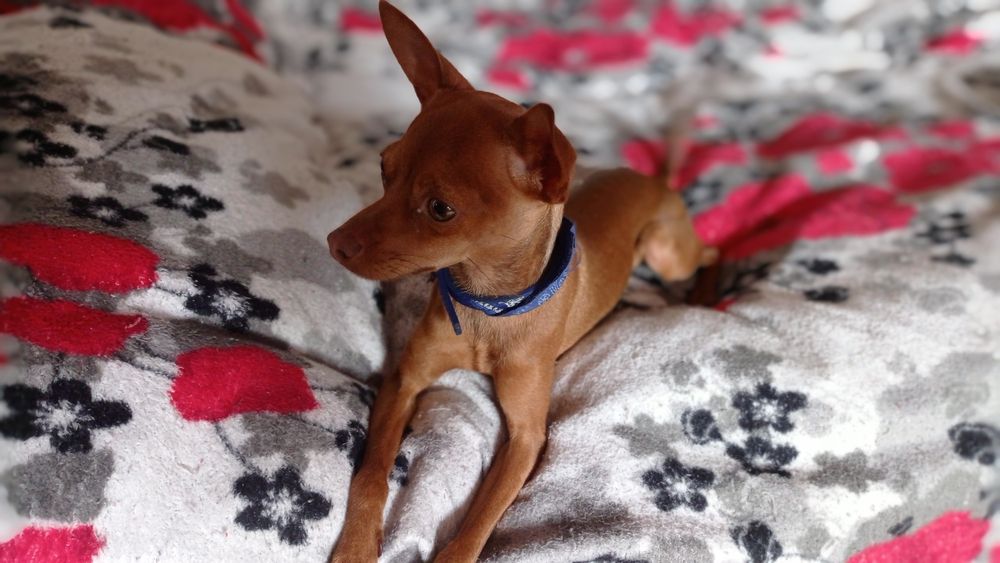 В'язка Той-терєр              .