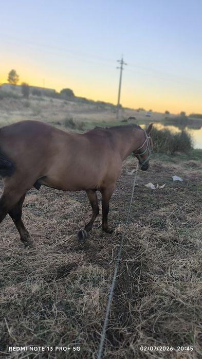 Cavalo cruzado a breton