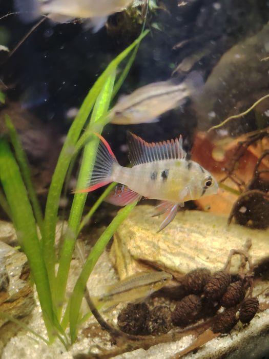 Ramirezis bolivianos( Mikrogeophagus altispinosus)