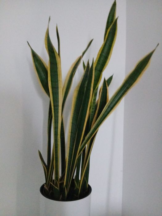 Сансевєрія голд.