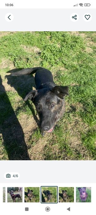 Pokochaj Aziego odda ci serce