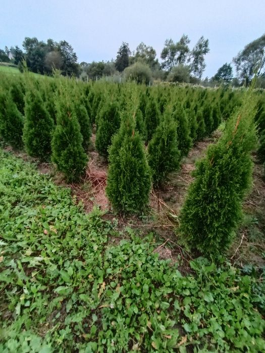 Tuja tuje thuja szmaragd 120 cm