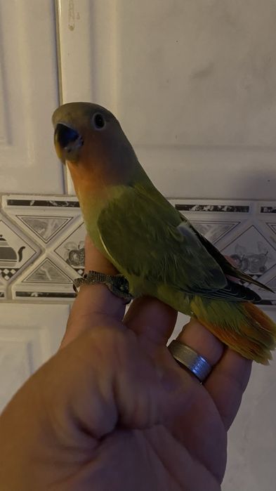 Agapornis domesticado- Femea