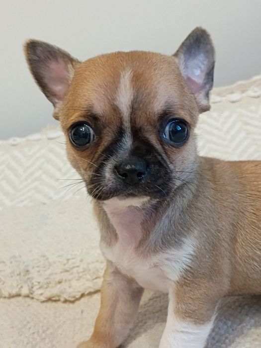Chihuahua XXS  śliczna dziewczynka