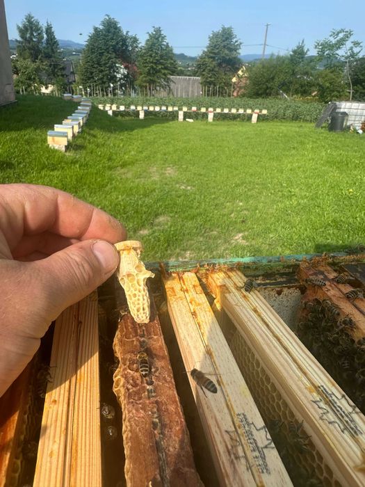 Matki pszczele krainka, łagodna, wysoka miodność, premium
