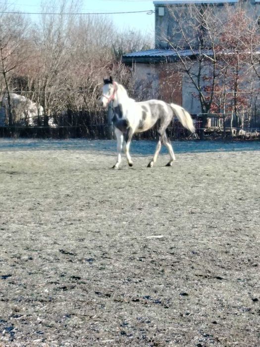Sprzedam rocznego ogierka widocznego na zdjęciach