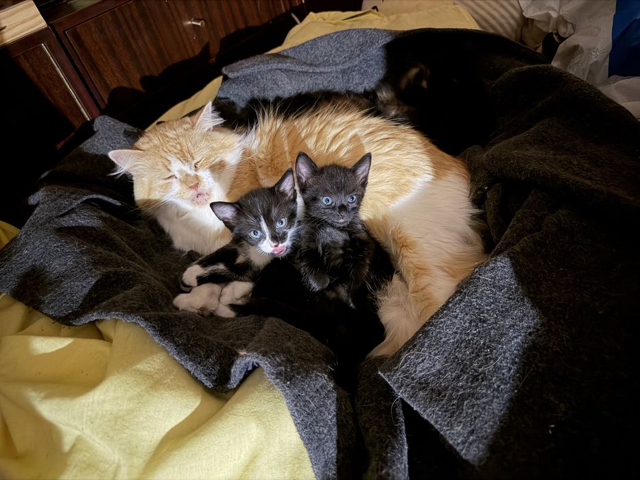 Котята Ірпінь віддам безкоштовно