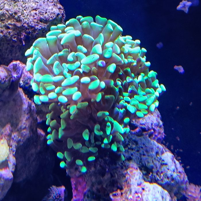 Corais vários frags