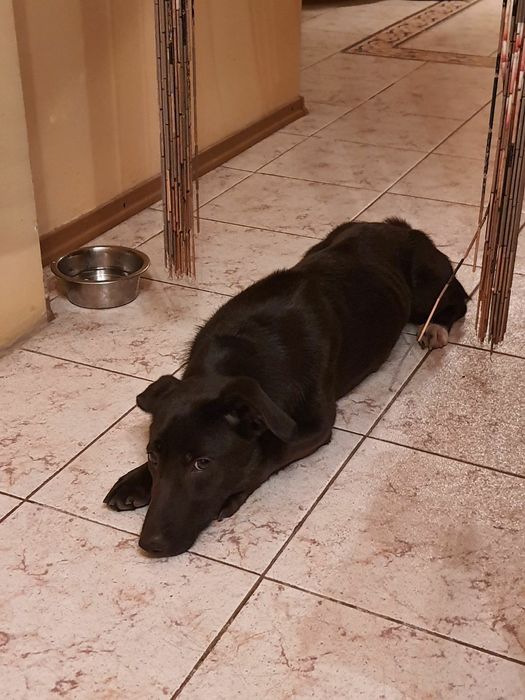 Отдам даром в добрые руки собачку метис таксы