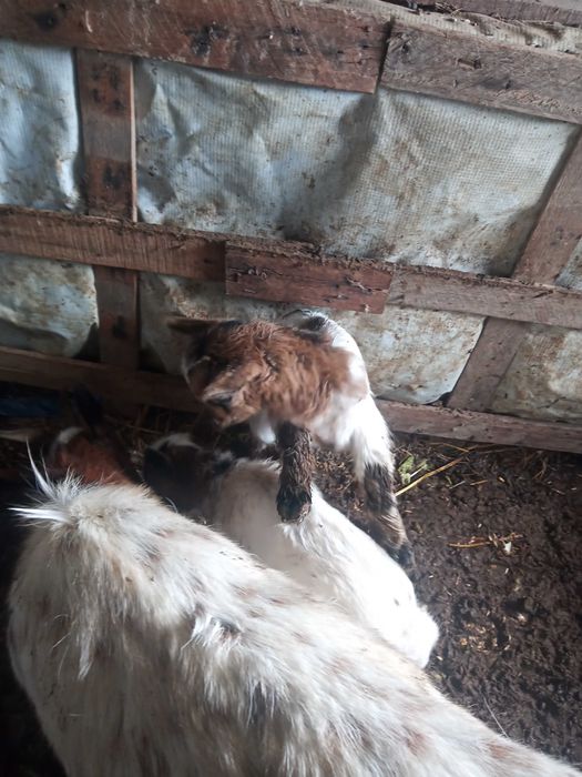 Cabra anã macho cada um 50 euros