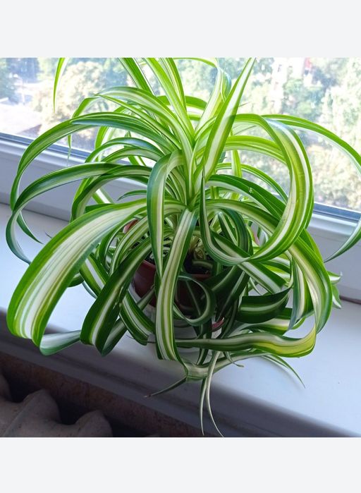 Традесканция триколор Фикусы