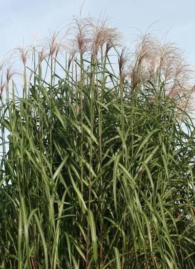 Miskant  Olbrzymi Meild rhizomy sadzonki