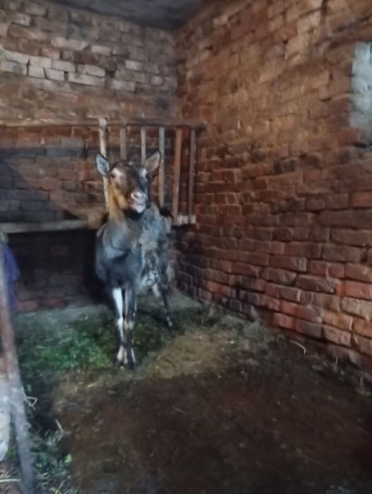 Продається коза дійна