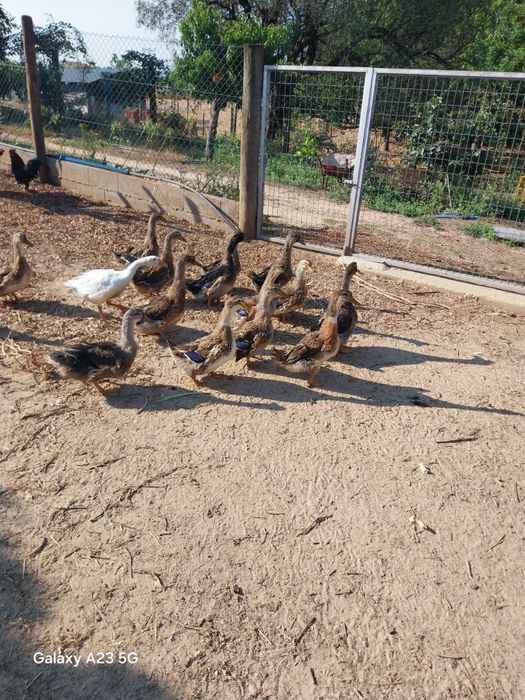 Vendo patos roen novos