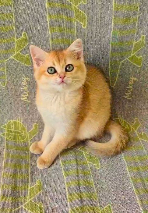 Шотландские котята (ЗОЛОТАЯ ШИНШИЛЛА)