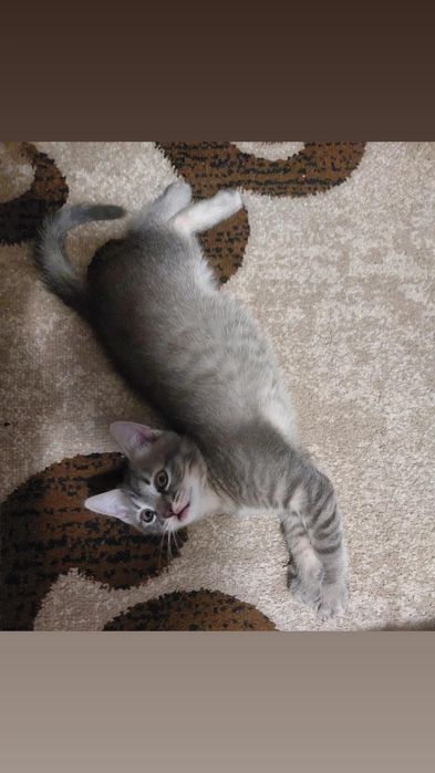 Отдам котят в хорошие руки мальчик рыжий серый 2 месяца