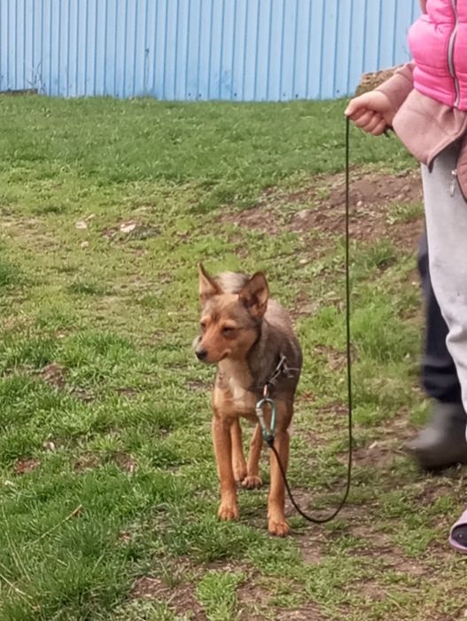 Собачка шукає люблячу сімю