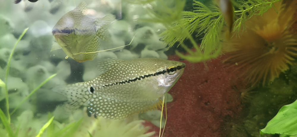 Gurami mozaikowe