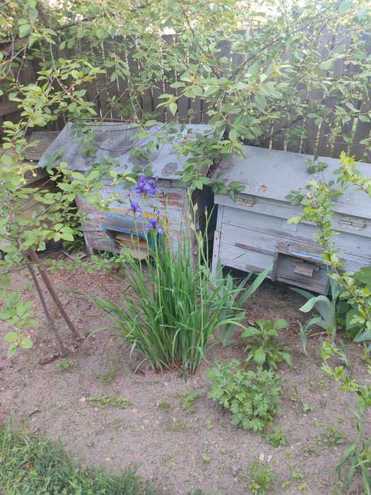 Продам б/у вулики Українка