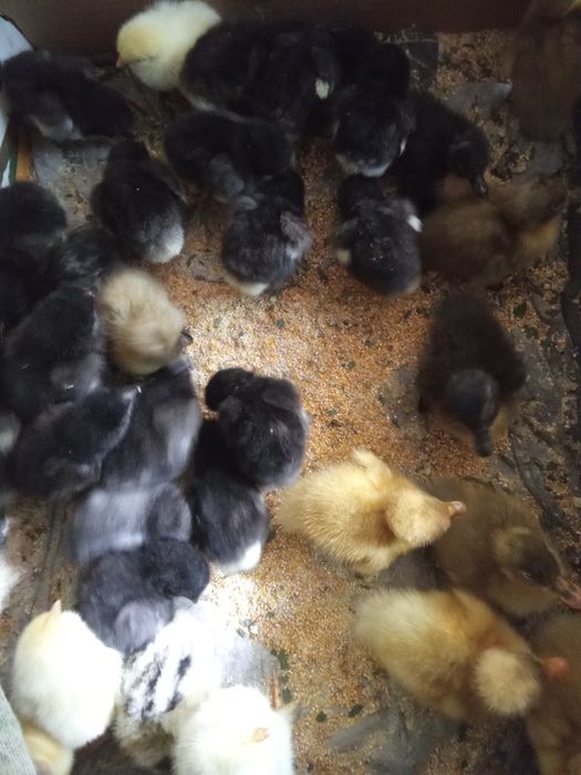 Продам інкубаційні яйця курей породи брама Вінницька область