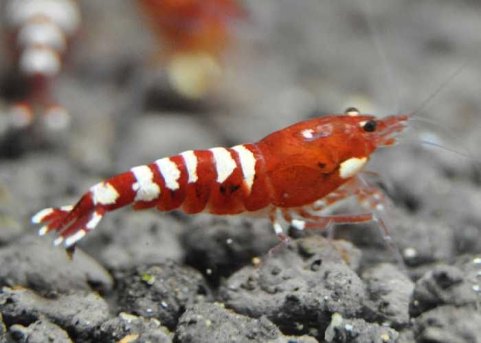 Krewetki Red Pinto