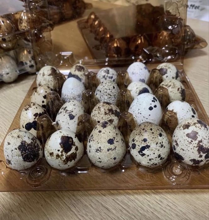 Інкубаційне перепелине яйце,інкубаційні яйця перепілки,перепела