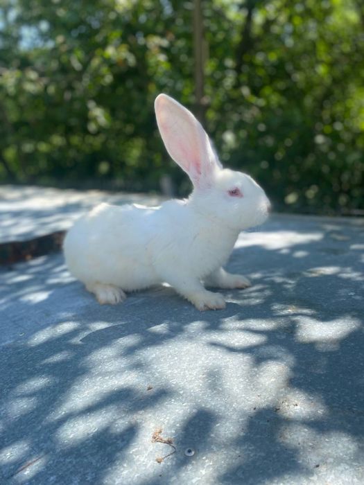 Продаються кролики