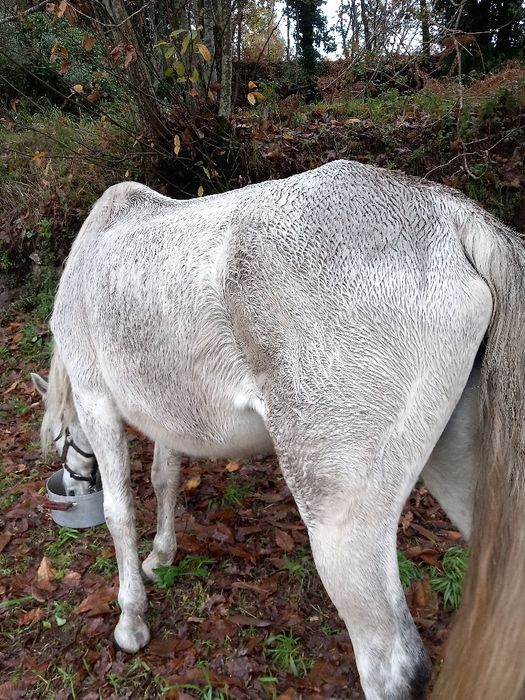 Egua mansa edeal para crianças