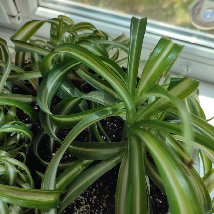 Цветок Хлорофитум кучерявый