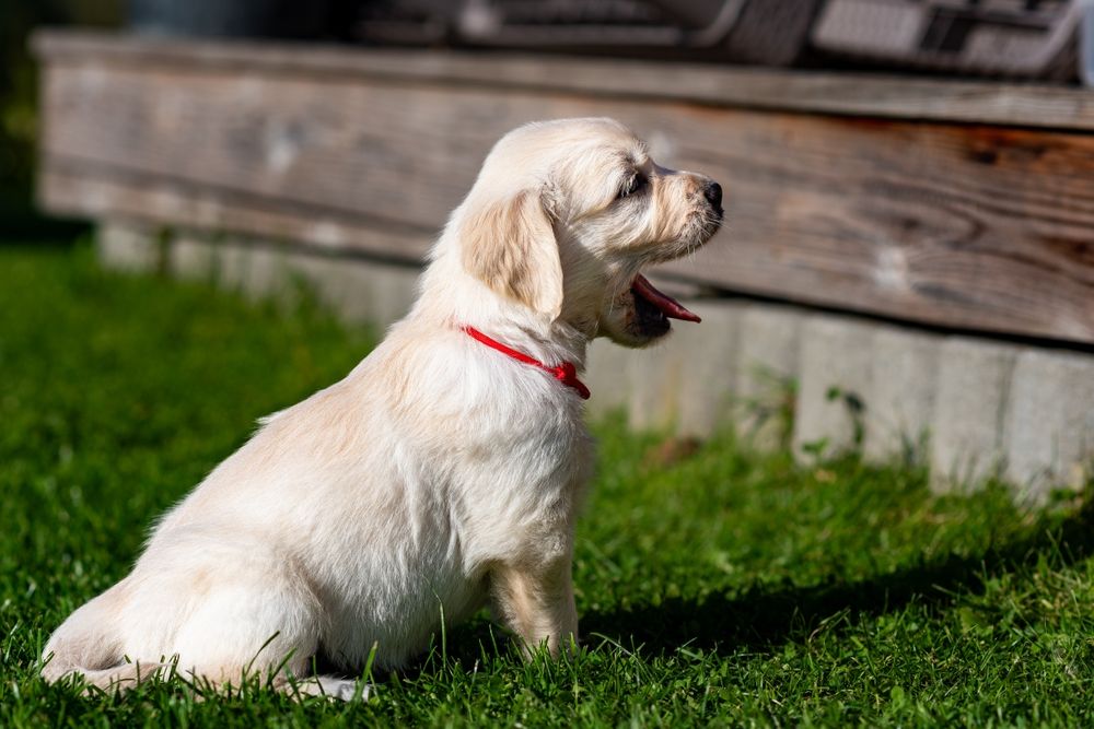 Golden Retriever ZKwP/FCI