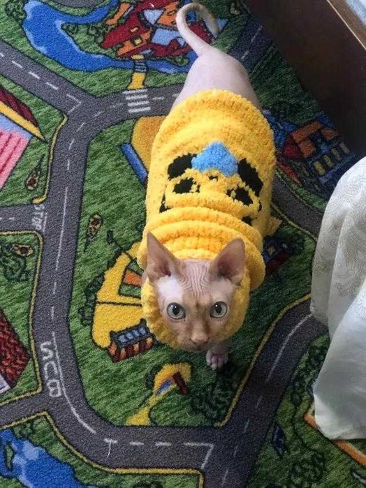 Одежда для кошек