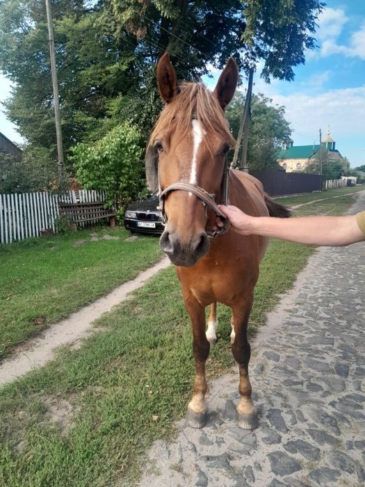 Продам робочу кобилу, 7 років.